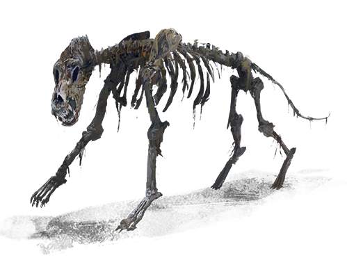 z_assets/images/Skeleton_Wolf.png